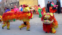 大刘庄村会·金狮狂舞，摄影李军雨；