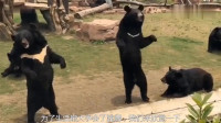 为了生活，熊大和熊二都学会了广场舞，难搞噢，真是不容易啊！