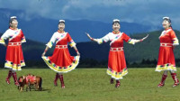 罗平兰草广场舞《香格里拉》原创藏族舞正面演示轻松学会