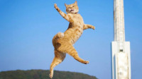 世界上最孤独的猫自己在跳广场舞呢，广场舞阿姨都去哪了？