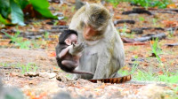 2020-05-24 奥利维亚猴妈阻止奥拉喝奶，刚生育奶水不足