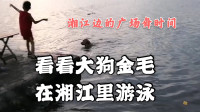 来看湘江边的广场舞丨大狗金毛在湘江里游泳好可爱！