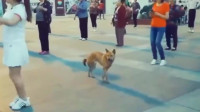 萌宠：中华田园犬：我是村唯一一只会跳广场舞的狗狗！就说我帅不帅吧？