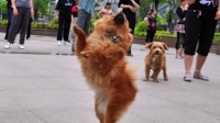 主人带着狗狗去跳广场舞，主人竟然没学会，狗子意外走红！