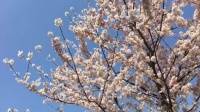 日本富士山下油菜花悉数绽放与樱花交相辉映