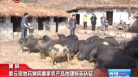 紫云宗地花猪获国家农产品地理标志认证 贵州新闻联播 140511