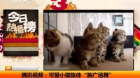 腾讯视频：可爱小猫集体“跳广场舞” 天天网事 140907