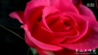 青山制作-你是我的玫瑰 你是我的花