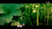油菜花儿开(广场舞版)-昆虫版