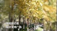 最佳银杏观赏地！郑州文博广场的银杏美景来了 via@豫直播