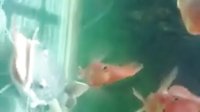 红尾鲶（招财猫）吃鹦鹉鱼